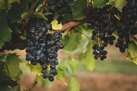 Hideaway Private Tours Hunter Valley- Indulgence Wine Tour (Full Day) - Holiday Adelaide 3