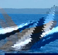 Mooloolaba Whale Watching Tour