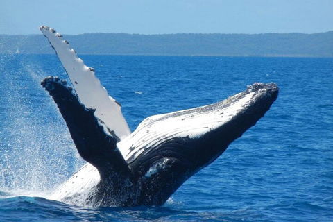 Mooloolaba Whale Watching Tour - Holiday Adelaide 0
