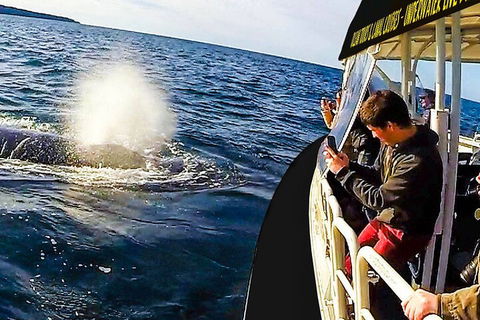 Mooloolaba Whale Watching Tour - Holiday Adelaide 2