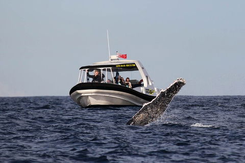 Mooloolaba Whale Watching Tour - Holiday Adelaide 3