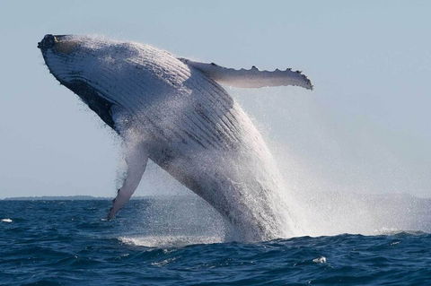 Mooloolaba Whale Watching Tour - Holiday Adelaide 4