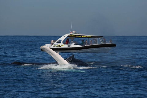 Mooloolaba Whale Watching Tour - Holiday Adelaide 5