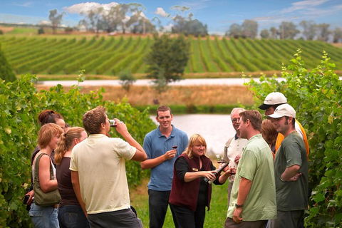 Yarra Valley Balloon Flight And Winery Tour - Holiday Adelaide 4
