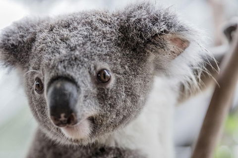 Ultimate Sydney Pass - Holiday Adelaide 2