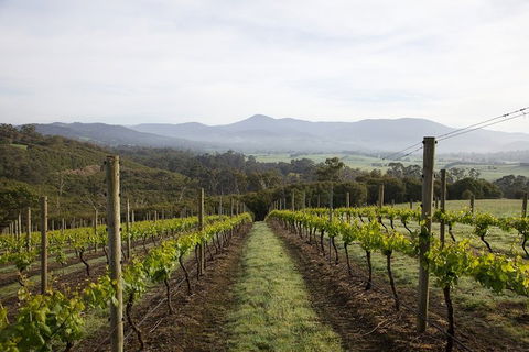 Yarra Valley 2-6 Guests Premium Food And Wine Inc Lunch At Dominique Portet - Holiday Adelaide 1