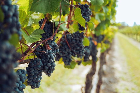 Yarra Valley 2-6 Guests With Lunch And Gin Tasting At Four Pillars - Holiday Adelaide 1