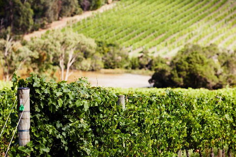 Yarra Valley Premium Tour Inc Lunch And Cheese, Chocolate Fondue At Rochford - Holiday Adelaide 5