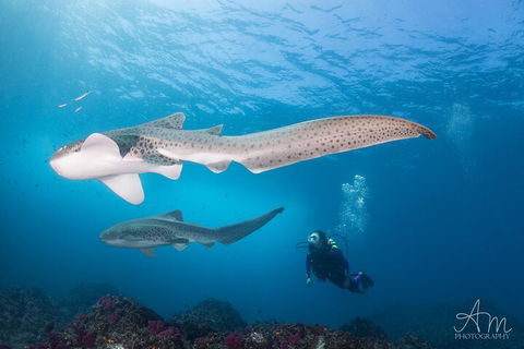 3-Hour Byron Bay Certified Scuba Diving Tour - Holiday Adelaide 3