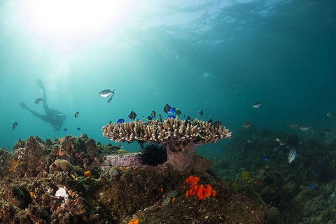 3-Hour Byron Bay Certified Scuba Diving Tour - Holiday Adelaide 4