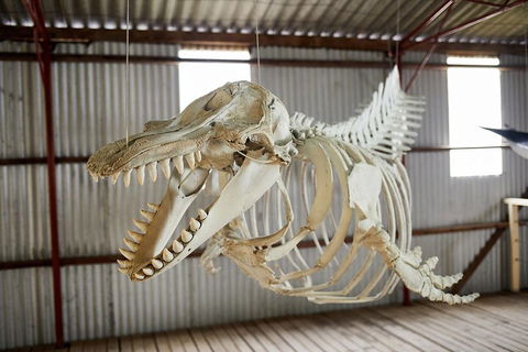 Albany's Whale Story - Holiday Adelaide 3