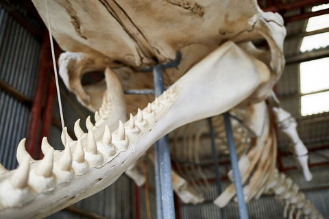 Albany's Whale Story - Holiday Adelaide 5