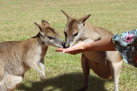 Kuranda Rainforestation & Kuranda Scenic Rail - Holiday Adelaide 4