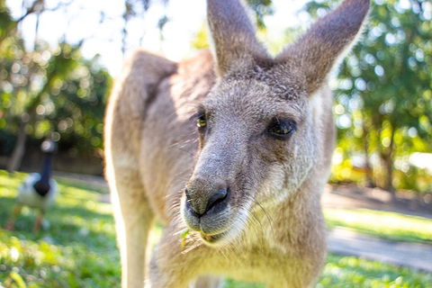 Virtual Interactive Australian Wildlife Tour With Private Guide-Wildlife Habitat - Holiday Adelaide 2