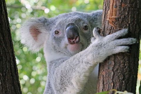 Virtual Interactive Australian Wildlife Tour With Private Guide-Wildlife Habitat - Holiday Adelaide 3