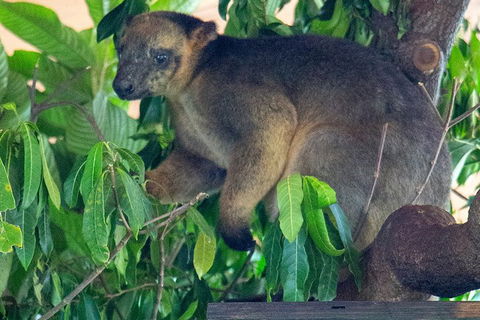 Virtual Interactive Australian Wildlife Tour With Private Guide-Wildlife Habitat - Holiday Adelaide 4