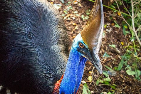 Virtual Interactive Australian Wildlife Tour With Private Guide-Wildlife Habitat - Holiday Adelaide 5