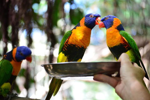 Wildlife Habitat Port Douglas - Holiday Adelaide 0