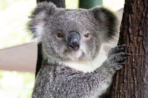 Wildlife Habitat Port Douglas - Holiday Adelaide 1