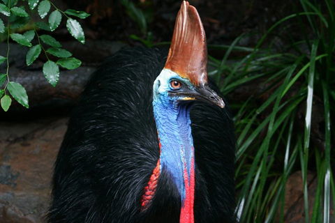 Wildlife Habitat Port Douglas - Holiday Adelaide 3