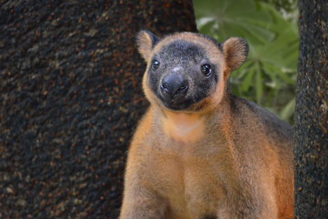 Wildlife Habitat Port Douglas - Holiday Adelaide 5
