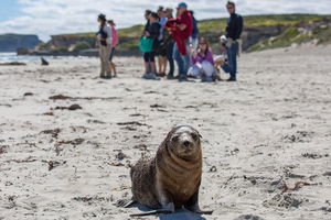 Kangaroo Island in a Day Tour from Adelaide