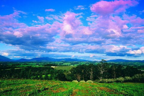 Yarra Valley Wine And Cider Tours By Classic Convertibles From Melbourne - Holiday Adelaide 3