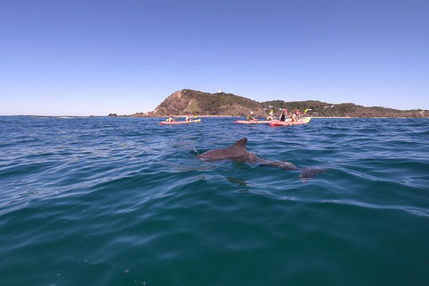Kayaking With Dolphins In Byron Bay Guided Tour - Holiday Adelaide 5