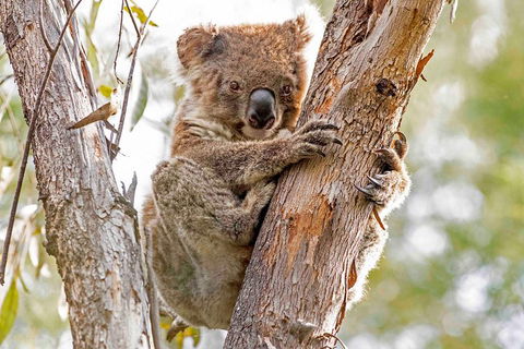 Wild Australian Wildlife 4WD Tour From Sydney - Holiday Adelaide 1