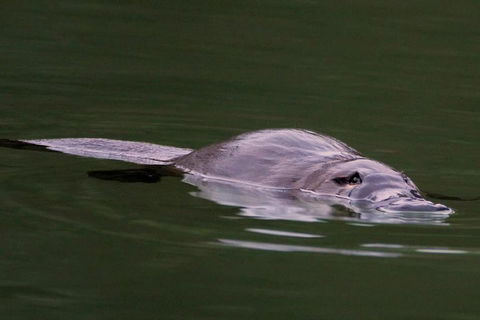 Wild Australian Wildlife 4WD Tour From Sydney - Holiday Adelaide 2