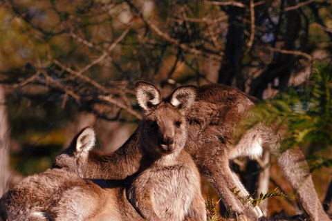 Wild Australian Wildlife 4WD Tour From Sydney - Holiday Adelaide 3
