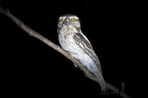 Wild Australian Wildlife 4WD Tour From Sydney - Holiday Adelaide 4