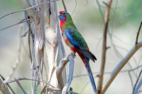 Wild Australian Wildlife 4WD Tour From Sydney - Holiday Adelaide 5