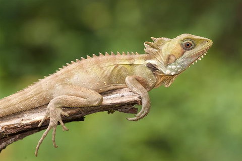 Atherton Tablelands Rain Forest By Night From Cairns - Holiday Adelaide 1