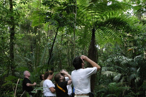 Atherton Tablelands Rain Forest By Night From Cairns - Holiday Adelaide 3