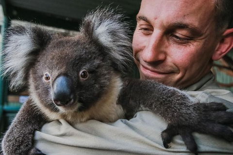 Kangaroos & Koala Encounter Experience (Half Day Private Tour) - Holiday Adelaide 0