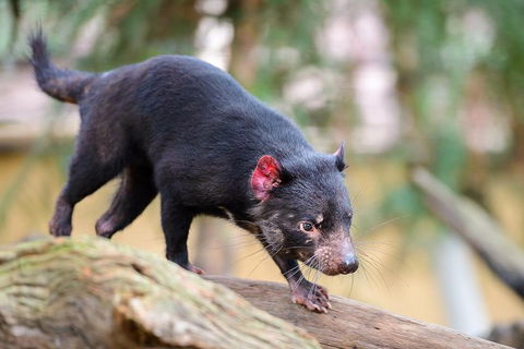 Kangaroos & Koala Encounter Experience (Half Day Private Tour) - Holiday Adelaide 1