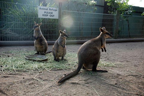 Kangaroos & Koala Encounter Experience (Half Day Private Tour) - Holiday Adelaide 2