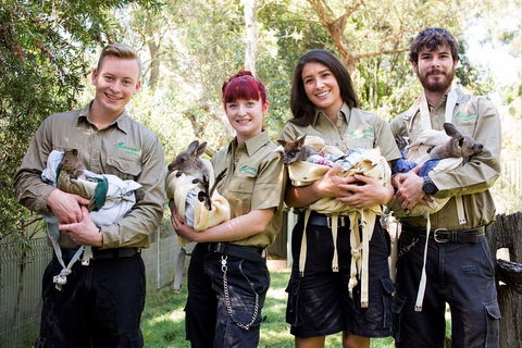 Kangaroos & Koala Encounter Experience (Half Day Private Tour) - Holiday Adelaide 3