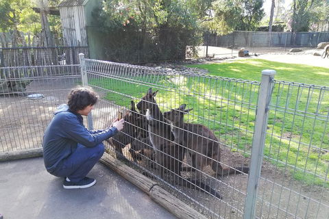 Kangaroos & Koala Encounter Experience (Half Day Private Tour) - Holiday Adelaide 4