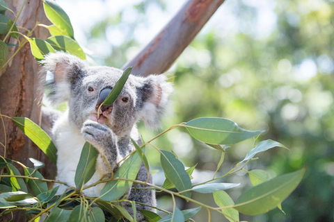 Kangaroos & Koala Encounter Experience (Half Day Private Tour) - Holiday Adelaide 5