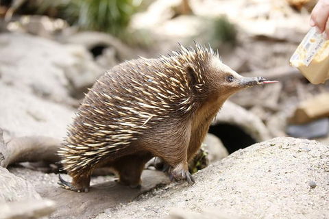 Healesville Sanctuary General Entry Ticket - Holiday Adelaide 4