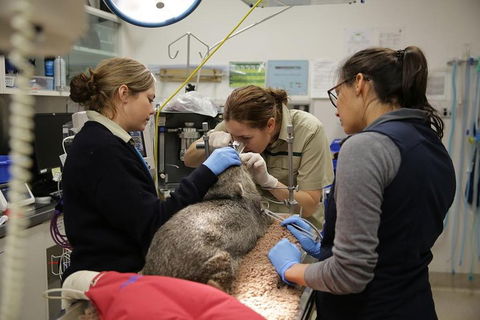 Healesville Sanctuary General Entry Ticket - Holiday Adelaide 5