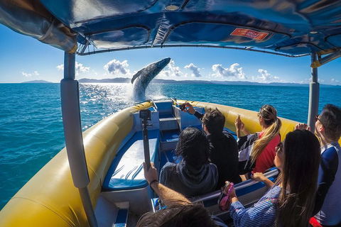 Ocean Rafting Tour To Whitehaven Beach, Hill Inlet Lookout & Top Snorkel Spots - Holiday Adelaide 4