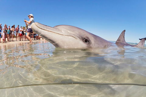 7-Day Exmouth Explorer Via Pinnacles Monkey Mia Ningaloo Reef Returning To Perth - Holiday Adelaide 1