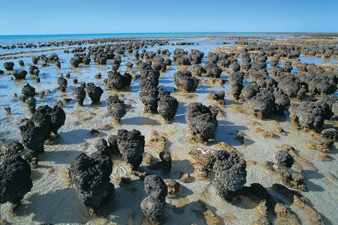 7-Day Exmouth Explorer Via Pinnacles Monkey Mia Ningaloo Reef Returning To Perth - Holiday Adelaide 3