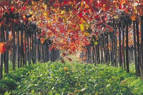 Margaret River Private Tour - Holiday Adelaide 0