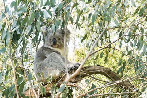 Ultimate Reverse Direction - 12 Apostles, Great Ocean Road - Small Group Tour - Holiday Adelaide 5
