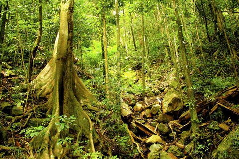 Barron Gorge And Kuranda National Park Half Day Rainforest And Waterfall 4WD Tour From Cairns - Holiday Adelaide 4