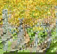 Margaret River Indulge and Discover Day Tour - Holiday Adelaide